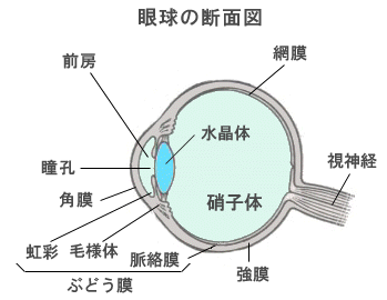 眼球の断面図