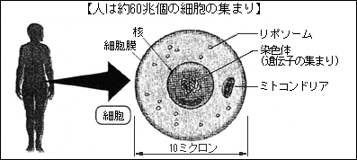 人は約60兆個の細胞の集まりと言えます。