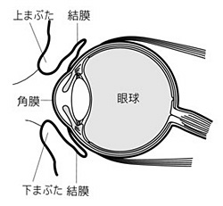 眼球の断面図。眼球は、上下のまぶたに覆われています。