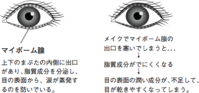 脂質成分を分泌し涙が蒸発するのを防ぐマイボーム腺の出口を、メイクで塞いでしまうと目が乾きやすくなってしまう