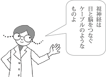 視神経は目と脳をつなぐケーブルのようなものです