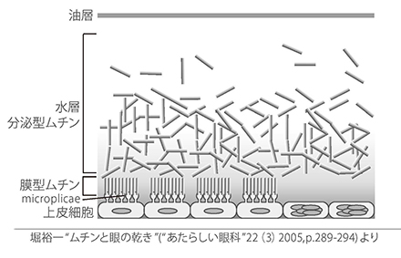 涙液におけるムチンの分布