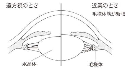 若いときの水晶体のピント合わせ